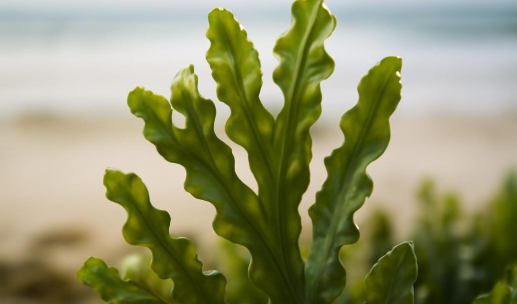 Fucus : Entre Bienfaits et Effets Secondaires