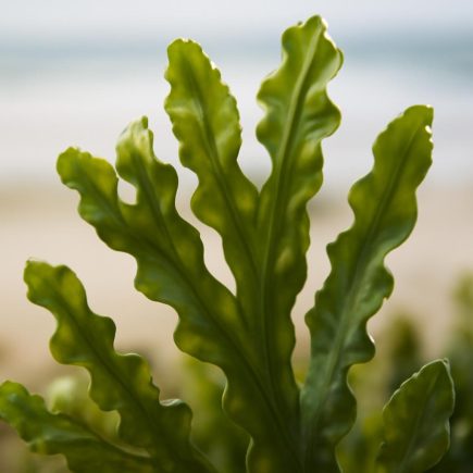 Fucus : Entre Bienfaits et Effets Secondaires